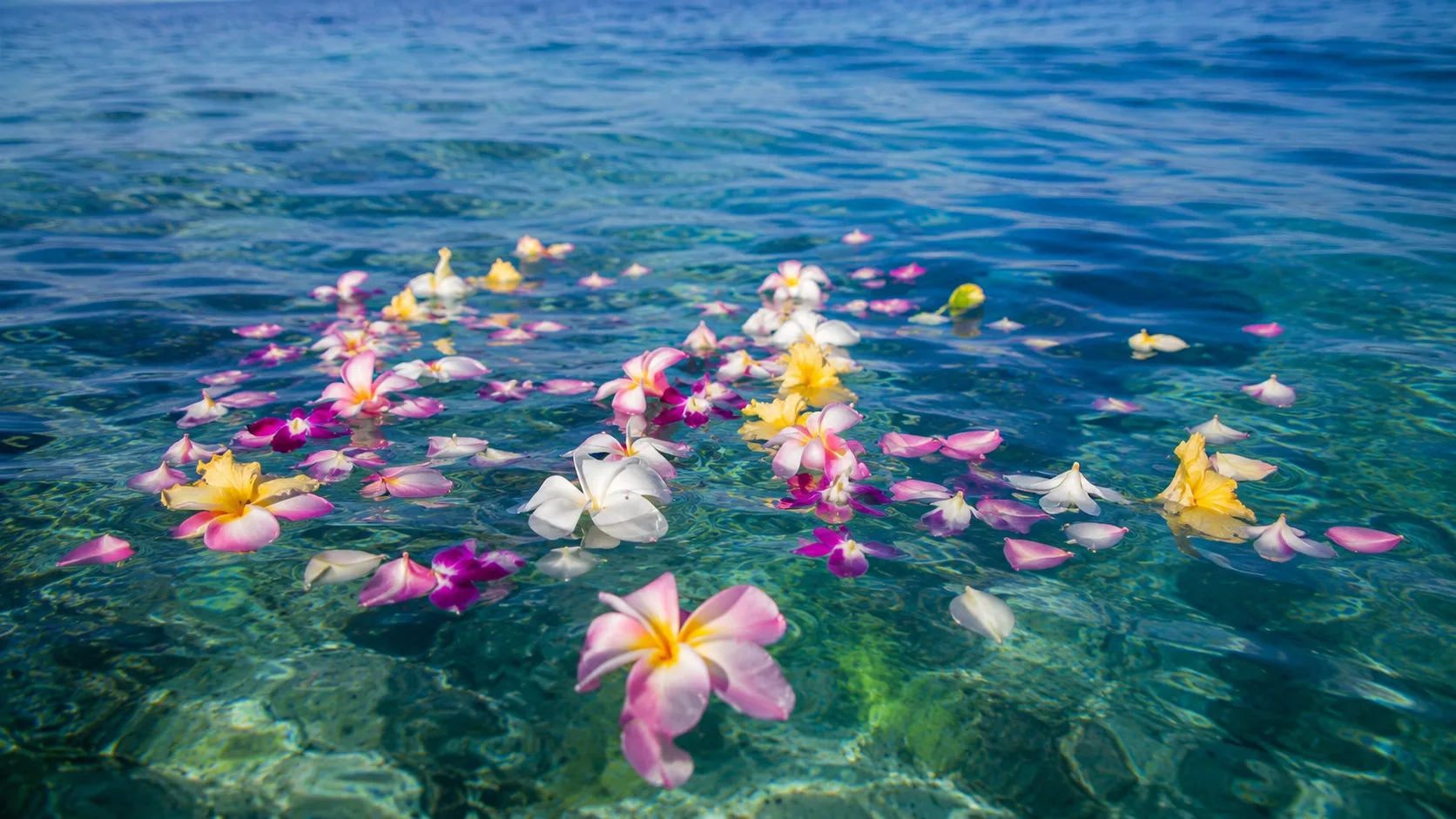 石垣島の海に浮かぶ色とりどりの花